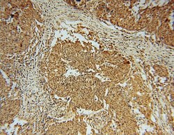 Phospho-RCC1 (Ser12) Rabbit anti-Human, Mouse, Rat, Polyclonal, Proteintech