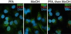BBS9 Rabbit anti-Human, Mouse, Polyclonal, Proteintech 150 &mu;L; Unconjugated:Antibodies,