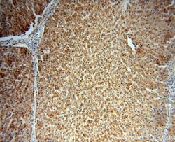 BBS9 Rabbit anti-Human, Mouse, Polyclonal, Proteintech 150 &mu;L; Unconjugated:Antibodies,