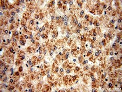 BBS9 Rabbit anti-Human, Mouse, Polyclonal, Proteintech 150 &mu;L; Unconjugated:Antibodies,