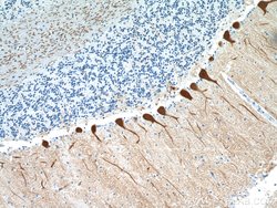 Calbindin-D28k Rabbit anti-Human, Mouse, Rat, Polyclonal, Proteintech:Antibodies:Primary