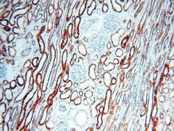PNPT1 Rabbit anti-Human, Mouse, Rat, Polyclonal, Proteintech 150 &mu;L;