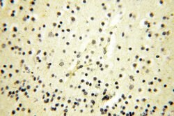 PNPT1 Rabbit anti-Human, Mouse, Rat, Polyclonal, Proteintech 150 &mu;L;