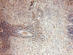PNPT1 Rabbit anti-Human, Mouse, Rat, Polyclonal, Proteintech 150 &mu;L;