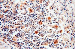 PNPT1 Rabbit anti-Human, Mouse, Rat, Polyclonal, Proteintech 150 &mu;L;
