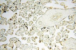 PNPT1 Rabbit anti-Human, Mouse, Rat, Polyclonal, Proteintech 150 &mu;L;