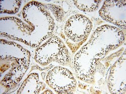 PNPT1 Rabbit anti-Human, Mouse, Rat, Polyclonal, Proteintech 150 &mu;L;