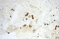 PNPT1 Rabbit anti-Human, Mouse, Rat, Polyclonal, Proteintech 150 &mu;L;