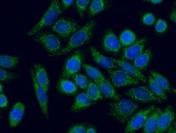 PNPT1 Rabbit anti-Human, Mouse, Rat, Polyclonal, Proteintech 150 &mu;L;