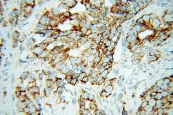 PNPT1 Rabbit anti-Human, Mouse, Rat, Polyclonal, Proteintech 150 &mu;L;
