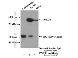 PNPT1 Rabbit anti-Human, Mouse, Rat, Polyclonal, Proteintech 150 &mu;L;