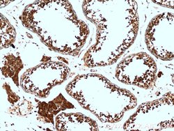 PRM2 Rabbit anti-Human, Mouse, Polyclonal, Proteintech 20 &mu;L | Buy Online | Proteintech | Fisher Scientific