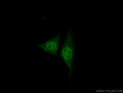 NR1D1 Rabbit anti-Human, Mouse, Polyclonal, Proteintech:Antibodies:Primary