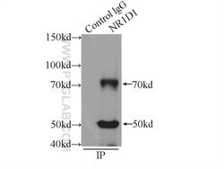 NR1D1 Rabbit anti-Human, Mouse, Polyclonal, Proteintech:Antibodies:Primary