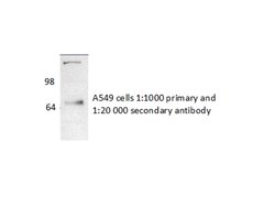 NR1D1 Rabbit anti-Human, Mouse, Polyclonal, Proteintech:Antibodies:Primary