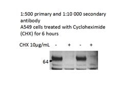 NR1D1 Rabbit anti-Human, Mouse, Polyclonal, Proteintech:Antibodies:Primary