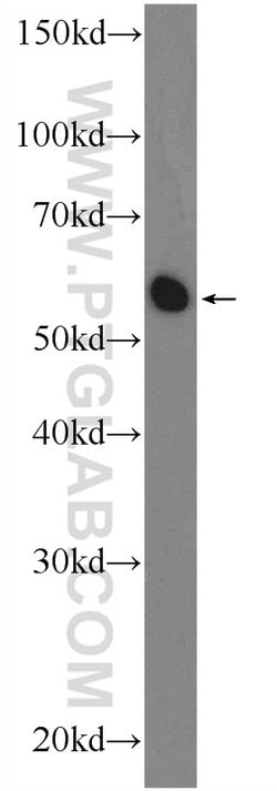 NR1D1 Rabbit anti-Human, Mouse, Polyclonal, Proteintech:Antibodies:Primary