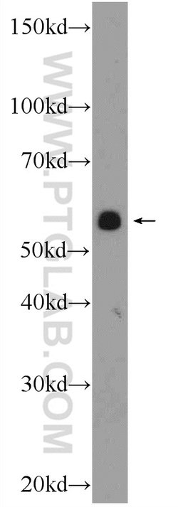 NR1D1 Rabbit anti-Human, Mouse, Polyclonal, Proteintech:Antibodies:Primary