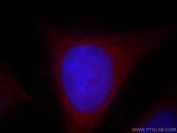 UBL4B Rabbit anti-Human, Mouse, Rat, Polyclonal, Proteintech 150 &mu;L;