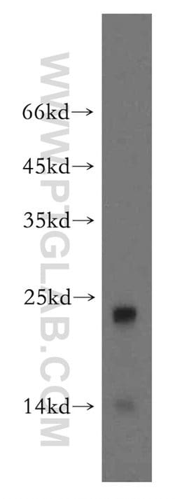 UBL4B Rabbit anti-Human, Mouse, Rat, Polyclonal, Proteintech 150 &mu;L;