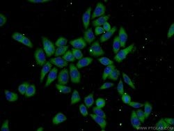 UBC12 Rabbit anti-Human, Mouse, Rat, Polyclonal, Proteintech:Antibodies:Primary