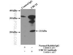 UBC12 Rabbit anti-Human, Mouse, Rat, Polyclonal, Proteintech:Antibodies:Primary