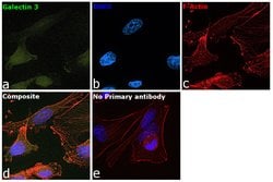 Galectin 3 Monoclonal Antibody (eBioM3/38 (M3/38)), eBioscience , Invitrogen:Antibodies:Primary