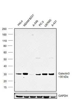 Galectin 3 Monoclonal Antibody (eBioM3/38 (M3/38)), eBioscience , Invitrogen:Antibodies:Primary