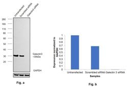 Galectin 3 Monoclonal Antibody (eBioM3/38 (M3/38)), eBioscience , Invitrogen:Antibodies:Primary