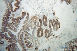GSTK1 Rabbit anti-Human, Mouse, Rat, Polyclonal, Proteintech:Antibodies:Primary