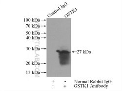 GSTK1 Rabbit anti-Human, Mouse, Rat, Polyclonal, Proteintech:Antibodies:Primary