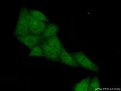 LMP2 Rabbit anti-Human, Mouse, Rat, Polyclonal, Proteintech:Antibodies:Primary