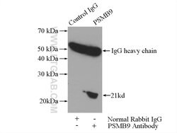 LMP2 Rabbit anti-Human, Mouse, Rat, Polyclonal, Proteintech:Antibodies:Primary