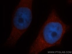CLIC1 Rabbit anti-Human, Mouse, Rat, Polyclonal, Proteintech:Antibodies:Primary
