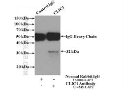 CLIC1 Rabbit anti-Human, Mouse, Rat, Polyclonal, Proteintech:Antibodies:Primary