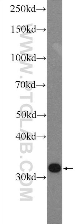 CLIC1 Rabbit anti-Human, Mouse, Rat, Polyclonal, Proteintech:Antibodies:Primary