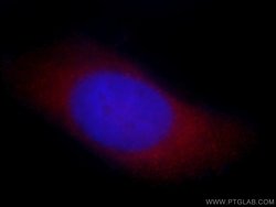 Proteintech Group Inc ARFIP2 Rabbit anti-Human, Mouse, Rat, Polyclonal, Proteintech