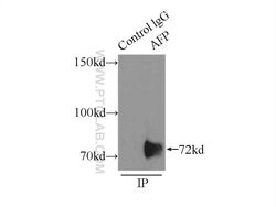 AFP Rabbit anti-Human, Mouse, Rat, Polyclonal, Proteintech:Antibodies:Primary