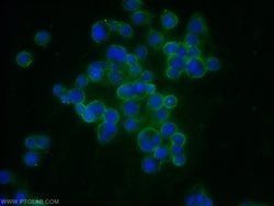 MT1-MMP Rabbit anti-Human, Mouse, Rat, Zebrafish, Polyclonal, Proteintech