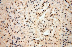 RBAP48 Rabbit anti-Human, Mouse, Rat, Polyclonal, Proteintech 150 &mu;L;