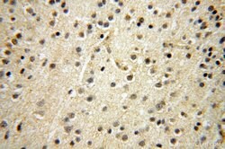 RBAP48 Rabbit anti-Human, Mouse, Rat, Polyclonal, Proteintech 150 &mu;L;