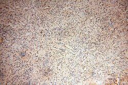 RBAP48 Rabbit anti-Human, Mouse, Rat, Polyclonal, Proteintech 150 &mu;L;