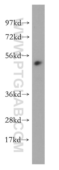 RBAP48 Rabbit anti-Human, Mouse, Rat, Polyclonal, Proteintech 150 &mu;L;