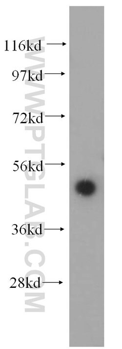 RBAP48 Rabbit anti-Human, Mouse, Rat, Polyclonal, Proteintech 150 &mu;L;
