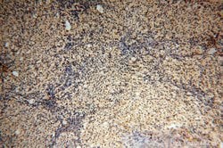 RBAP48 Rabbit anti-Human, Mouse, Rat, Polyclonal, Proteintech 150 &mu;L;