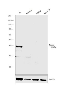 Nanog Monoclonal Antibody (eBioMLC-51), eBioscience , Invitrogen:Antibodies:Primary