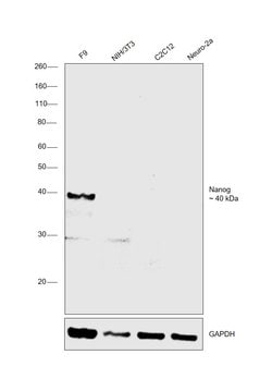 Invitrogen Nanog Monoclonal Antibody (eBioMLC-51), eBioscience 25 &mu;g;