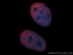 SF3B3 Rabbit anti-Human, Mouse, Rat, Polyclonal, Proteintech 150 &mu;L;