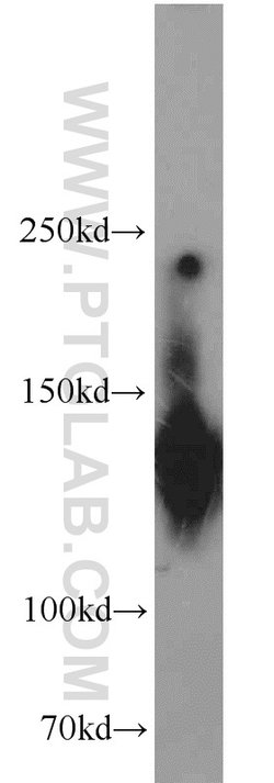 SF3B3 Rabbit anti-Human, Mouse, Rat, Polyclonal, Proteintech 150 &mu;L;