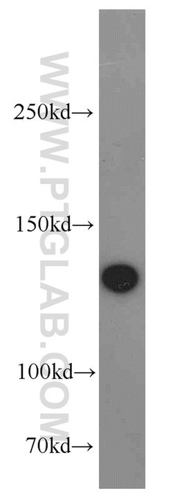 SF3B3 Rabbit anti-Human, Mouse, Rat, Polyclonal, Proteintech 150 &mu;L;